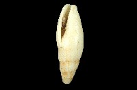 藏品(筆螺)的圖片